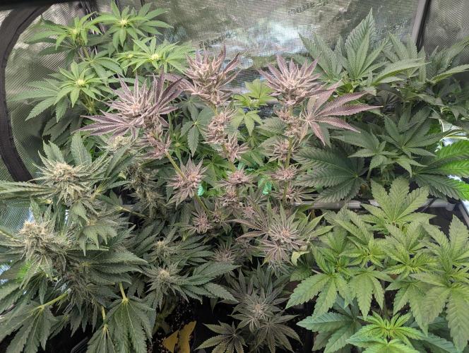 RS11 x Banana OG - Barney's Farm. Week 14