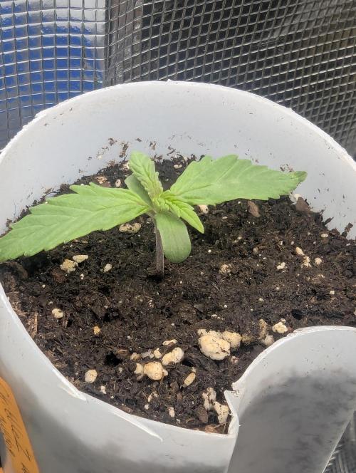 TB SkittleZ Auto - Bulldog Seeds. Week 1