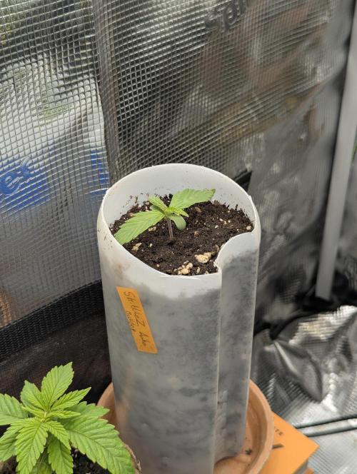 TB SkittleZ Auto - Bulldog Seeds. Week 1