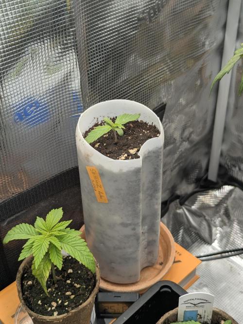 TB SkittleZ Auto - Bulldog Seeds. Week 1