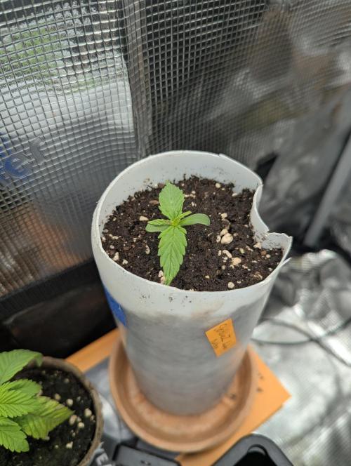 TB SkittleZ Auto - Bulldog Seeds. Week 1