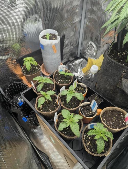 TB SkittleZ Auto - Bulldog Seeds. Week 1