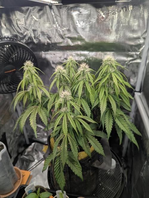 AlienZ Automatic - Greenhouse Seed Co.. Week 7