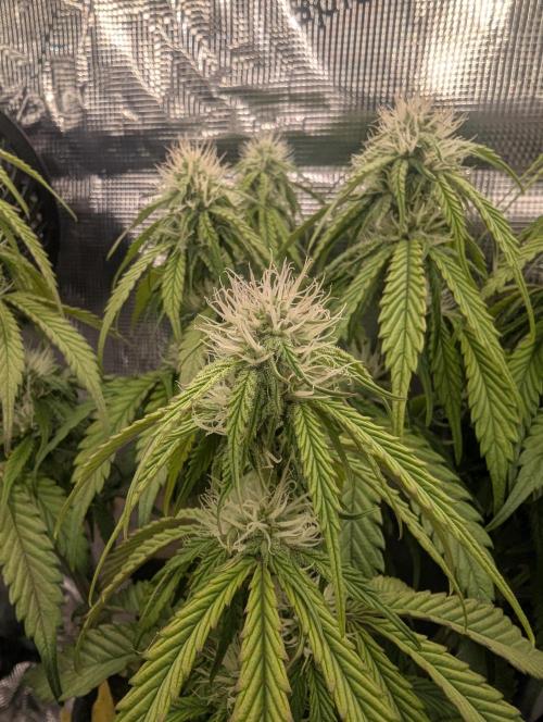 AlienZ Automatic - Greenhouse Seed Co.. Week 7
