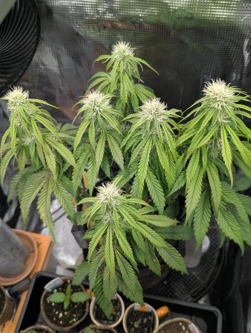 AlienZ Automatic - Greenhouse Seed Co.. Week 7