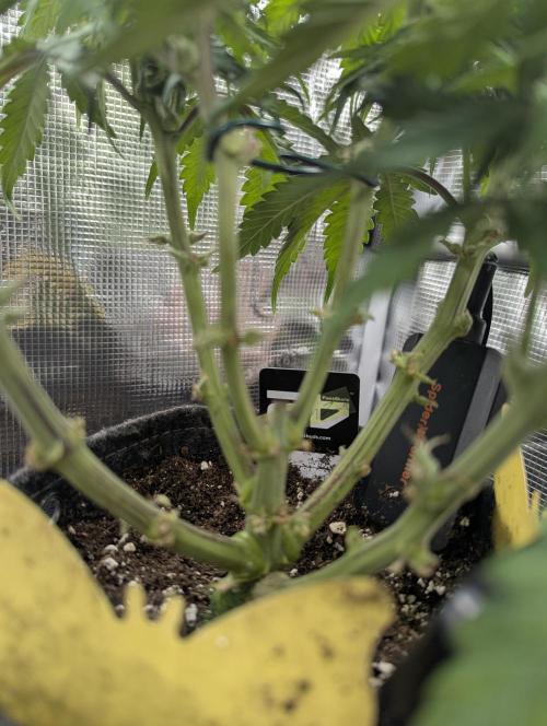 AlienZ Automatic - Greenhouse Seed Co.. Week 7
