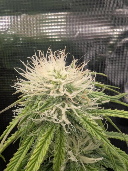 AlienZ Automatic - Greenhouse Seed Co.. Week 7