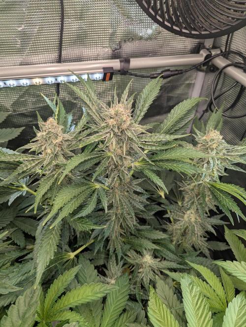 Zkittlez - Growers Choice. Week 10