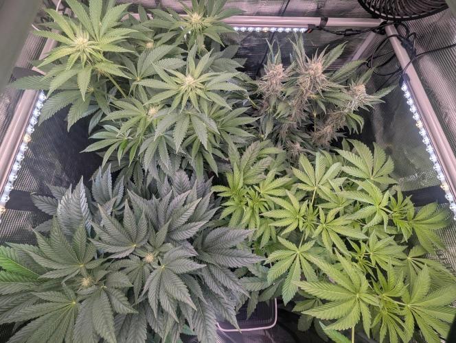 Zkittlez - Growers Choice. Week 10