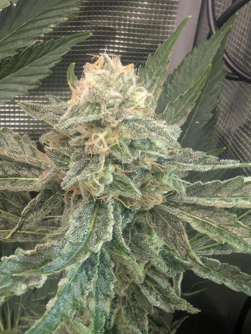 Zkittlez - Growers Choice. Week 10