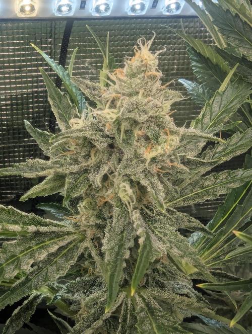 Zkittlez - Growers Choice. Week 10