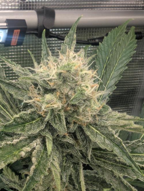 Zkittlez - Growers Choice. Week 10