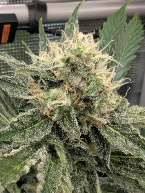 Zkittlez - Growers Choice. Week 10