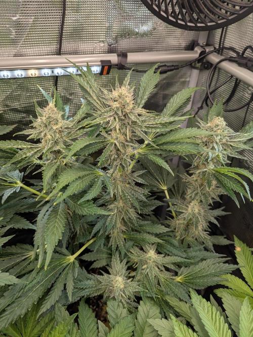 Zkittlez - Growers Choice. Week 10