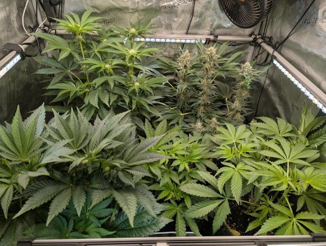 Zkittlez - Growers Choice. Week 10