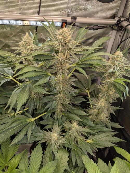 Zkittlez - Growers Choice. Week 10