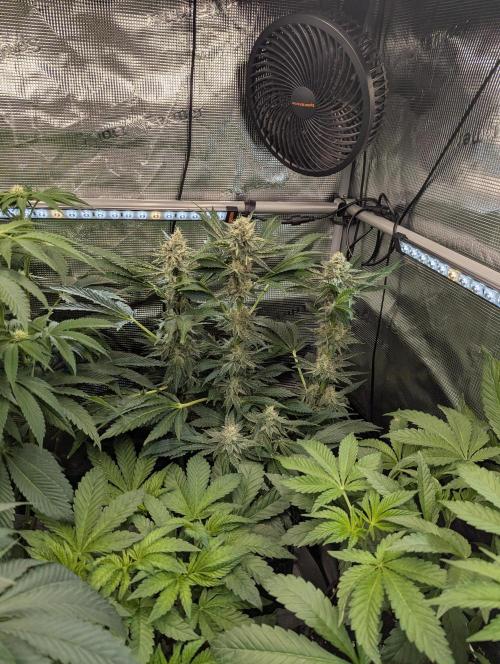Zkittlez - Growers Choice. Week 10