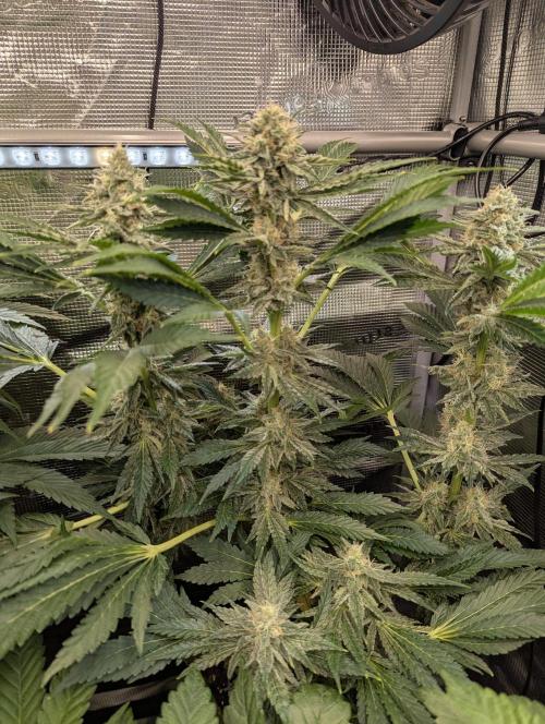 Zkittlez - Growers Choice. Week 10