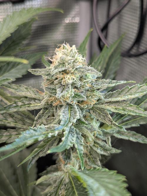 Zkittlez - Growers Choice. Week 10