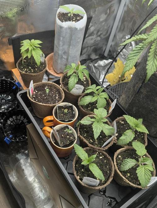 Holy Snow - Greenhouse Seed Co.. Week 2