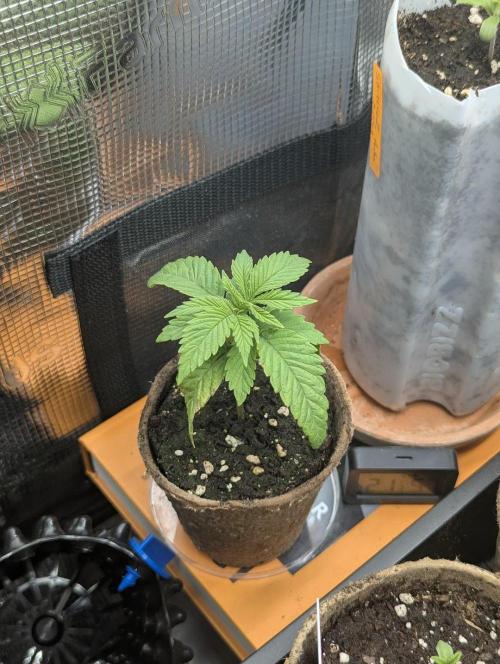 Holy Snow - Greenhouse Seed Co.. Week 2