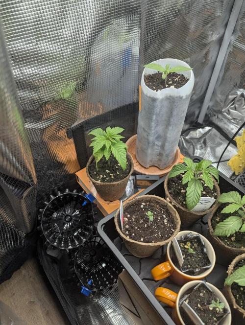 Holy Snow - Greenhouse Seed Co.. Week 2