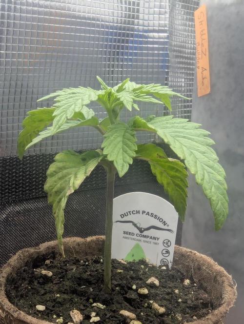 Holy Snow - Greenhouse Seed Co.. Week 2