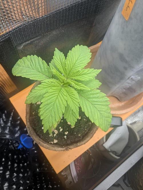 Holy Snow - Greenhouse Seed Co.. Week 2