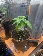 Holy Snow - Greenhouse Seed Co.. Week 2