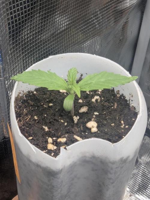 TB SkittleZ Auto - Bulldog Seeds. Week 1