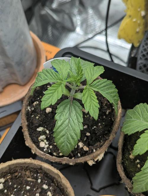 ZkyscraperZ - N.Y.Ceeds. Week 2