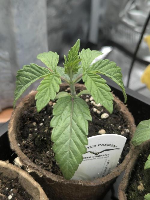 ZkyscraperZ - N.Y.Ceeds. Week 2