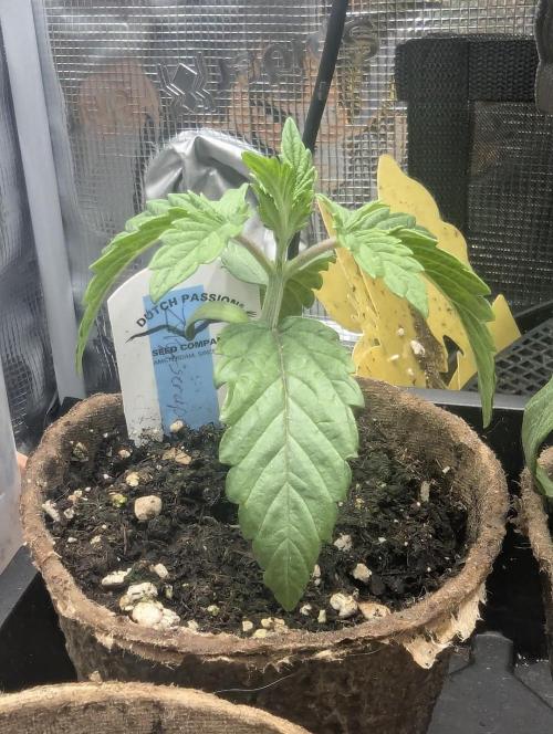 ZkyscraperZ - N.Y.Ceeds. Week 2