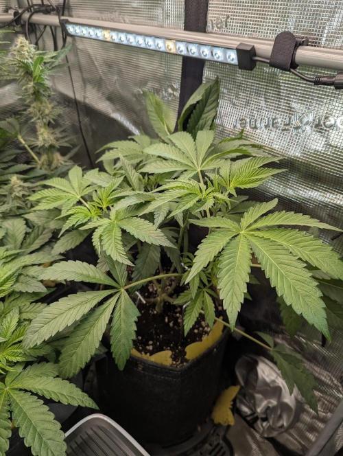 ZodaZa - Umami. Week 6
