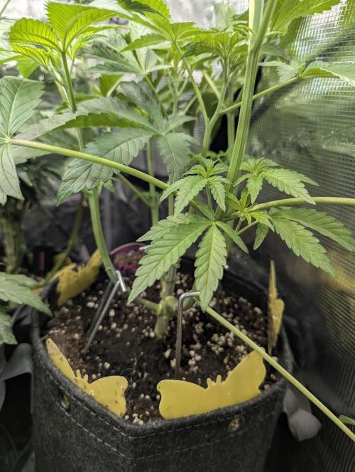 ZodaZa - Umami. Week 6