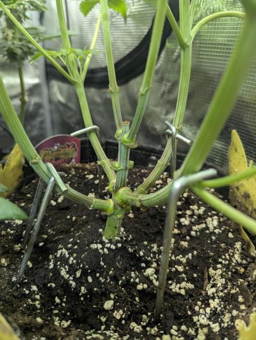 ZodaZa - Umami. Week 6