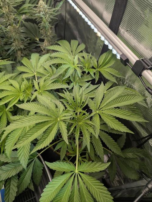 ZodaZa - Umami. Week 6