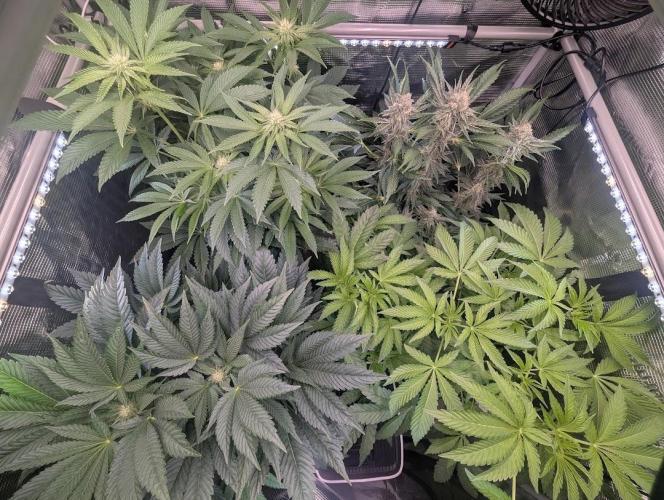 ZodaZa - Umami. Week 6