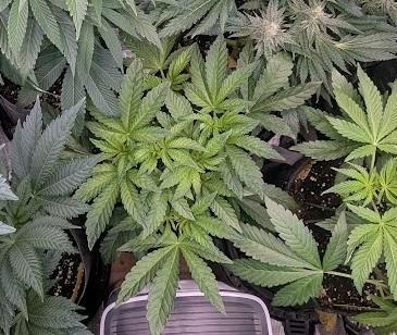 Zhampagne - Compound Genetics. Week 5