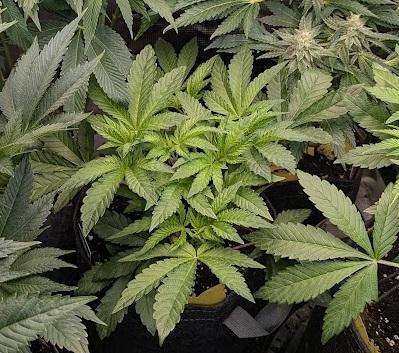 Zhampagne - Compound Genetics. Week 5