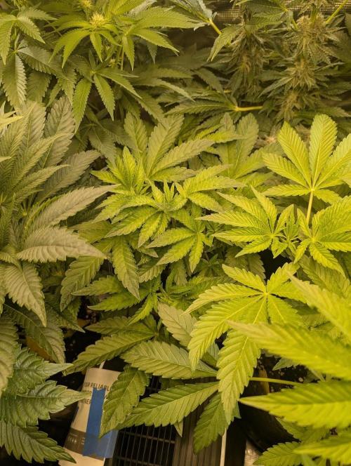 Zhampagne - Compound Genetics. Week 5