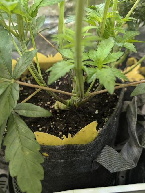 Zhampagne - Compound Genetics. Week 5