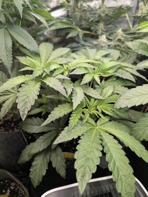Zhampagne - Compound Genetics. Week 5