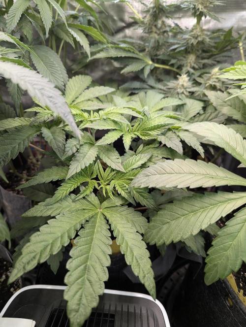 Zhampagne - Compound Genetics. Week 5