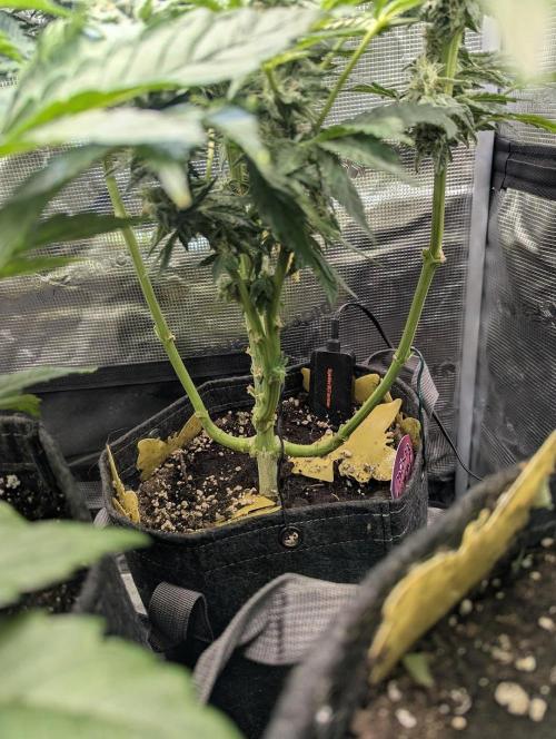 Zkittlez - Growers Choice. Week 10
