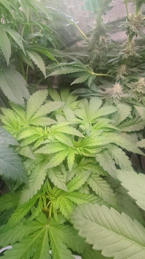 Wizard Fuel - Wizard Trees
