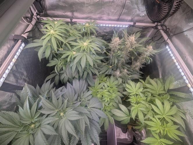 Wizard Fuel - Wizard Trees. Week 8