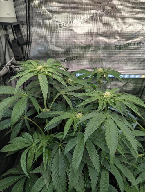 Wizard Fuel - Wizard Trees. Week 8
