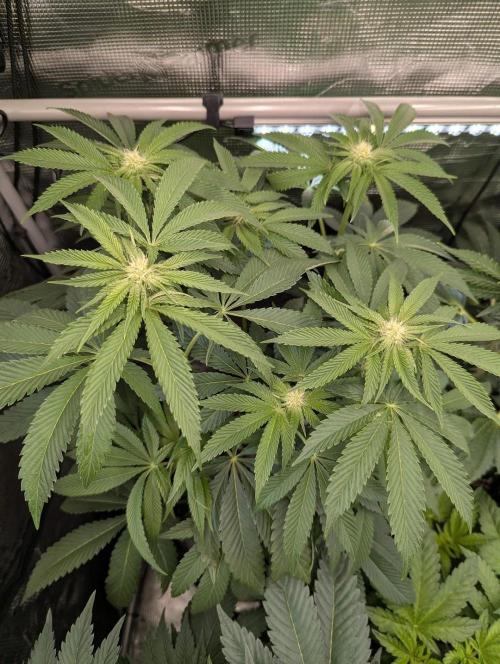Wizard Fuel - Wizard Trees. Week 8