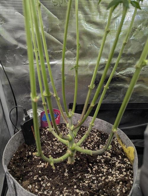 Wizard Fuel - Wizard Trees. Week 8